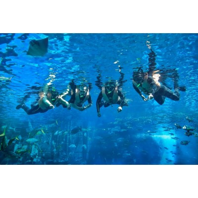 三亚亚特兰蒂斯失落的空间水族馆图5