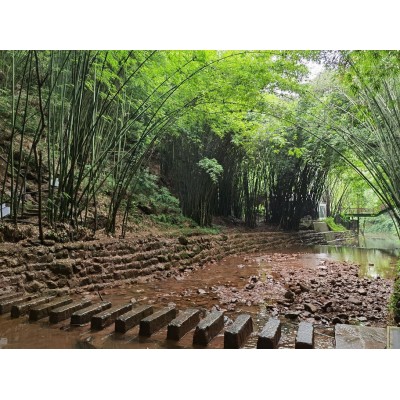 川西竹海景区Bamboo Canyon Scenic Area (Jinji Valley)图3