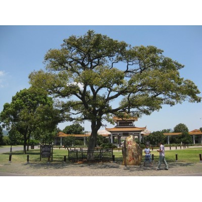 橘子洲Orange Island图3