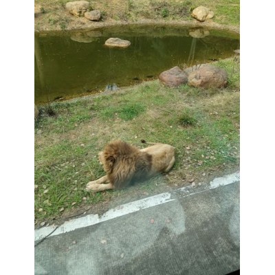 长沙生态动物园Changsha Ecological Zoo图2