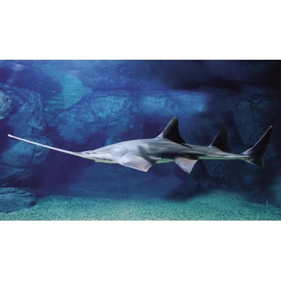 上海海洋水族馆4A图2