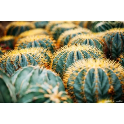 厦门园林植物园4A