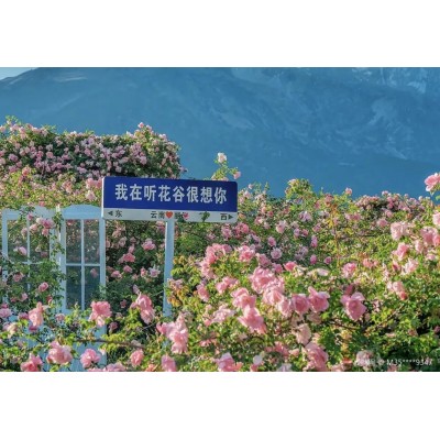 听花谷-丽江百花园图2