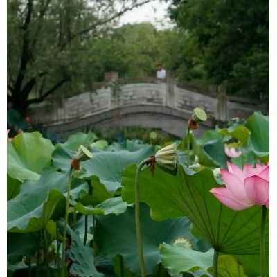 西溪国家湿地公园图4