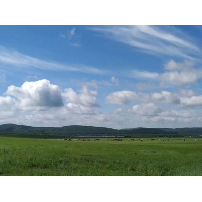 锡林郭勒大草原Xilingol Grassland图2