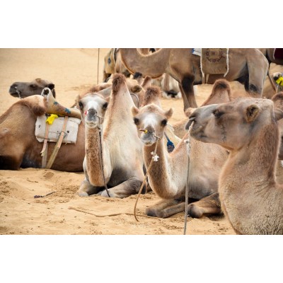 响沙湾Whistling Dune Bay (Xiangshawan)图3