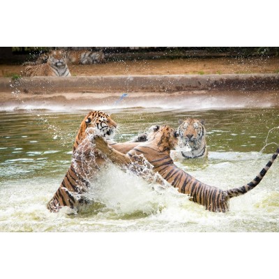 东北虎林园Northeast Tiger Forest Park图3