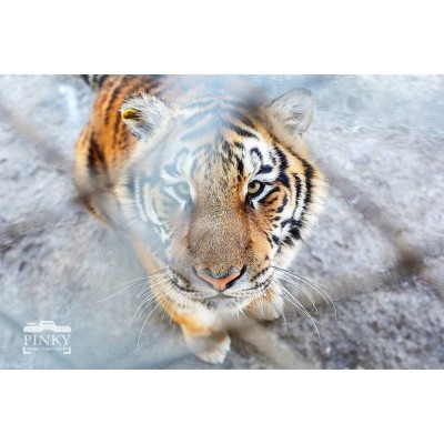 东北虎林园Northeast Tiger Forest Park图2
