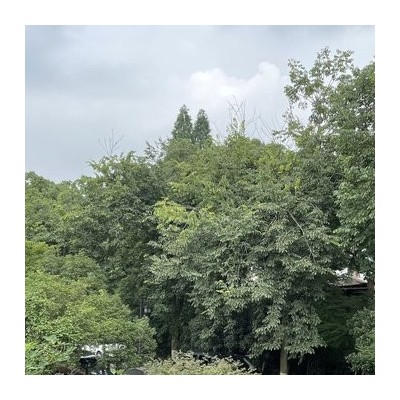 夏洛特·女王之城山景大床房图5