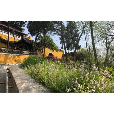 观音山图2
