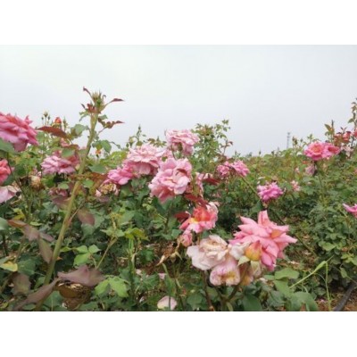 花仙子生态旅游区图4