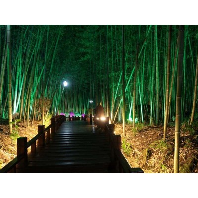 大洞竹海Dadong Bamboo Ocean
