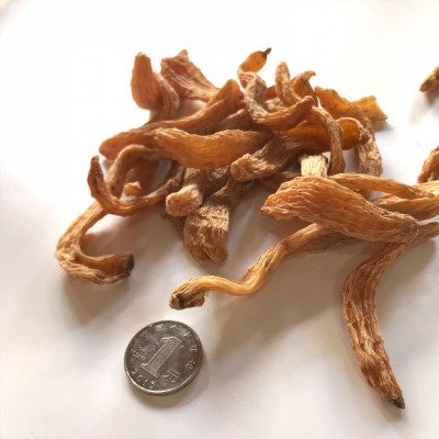 云南昭通天麻可代打天麻细粉 红天麻可代切片 深山老林小草坝天麻图4