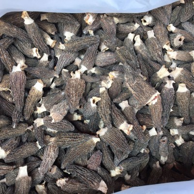 云南高原特产羊肚菌干货 剪柄羊肚菌 手工采摘 产地批发 量大图4