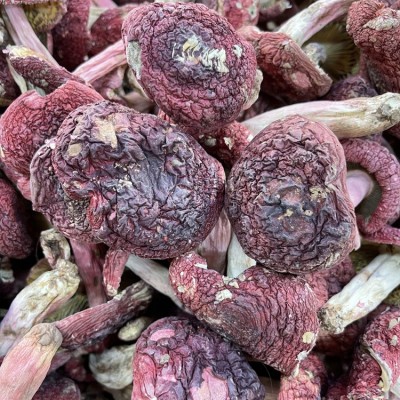 云南红菇菌 深山老林菌红菇干货 食用真月子红菇500克礼盒装 新货图4