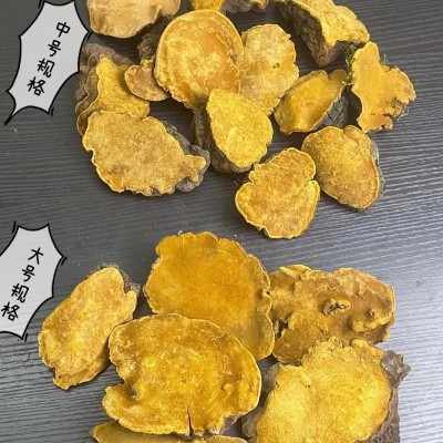 桑黄灵芝赤芝桑树桑黄灵芝煲汤滋补产地货源批发 桑黄灵芝批发图5