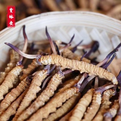 冬虫夏草足干无断草虫草饱满虫草抖音带货代发虫草 冬虫夏草批发图2