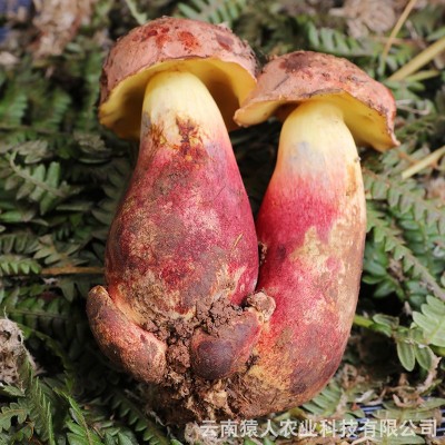 云南食用菌红葱菌见手青 产地直供 新鲜美味直达 5公斤装量大从优图2