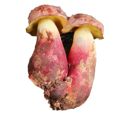 云南食用菌红葱菌见手青 产地直供 新鲜美味直达 5公斤装量大从优图5