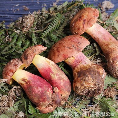云南食用菌红葱菌见手青 产地直供 新鲜美味直达 5公斤装量大从优图4