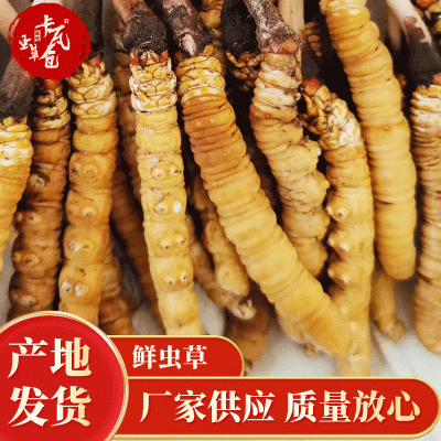 产地直发 2023西藏那曲冬虫夏草 新鲜冬虫夏草 散装西藏虫草批发