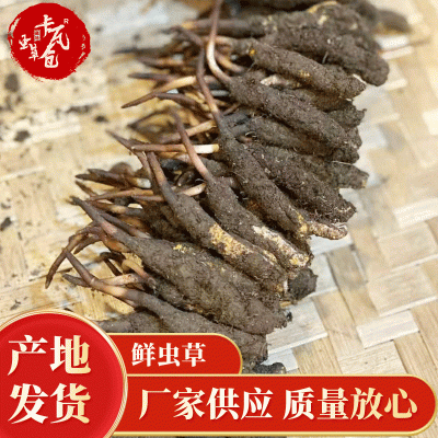 2023年西藏那曲新鲜虫草头茬新鲜冬虫夏草高海拔新鲜虫草0.4-0.69