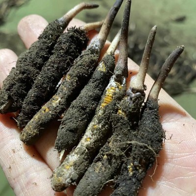 2023年头茬新鲜虫草 西藏那曲冬虫夏草 新鲜虫草西藏那曲鲜草批发图5