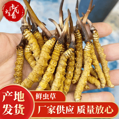 2023年头茬新鲜虫草 西藏那曲冬虫夏草 新鲜虫草西藏那曲鲜草批发