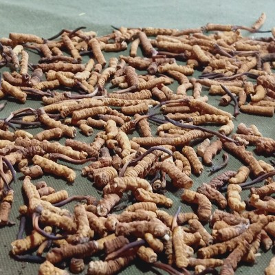 西藏那曲虫草 那曲冬虫夏草干货虫体饱满 足干大断草虫草诚招代理图4