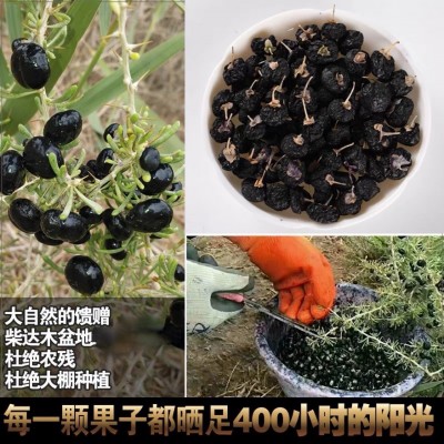批发青海黑枸杞500g柴达木天然枸杞子免洗干货大果泡茶非宁夏代发图3