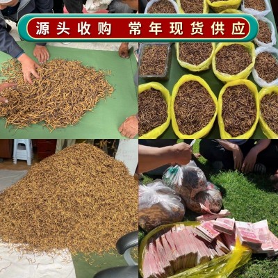 2023那曲虫草高海拔好品质头期冬虫夏草特产送礼批发西藏冬虫夏草图5