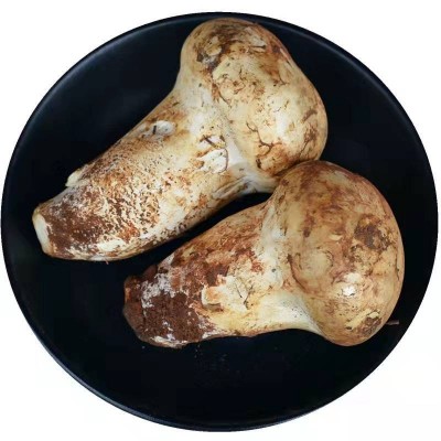 云南特产老人头菌老人头干片食用仙人头老人菇产地批发图4