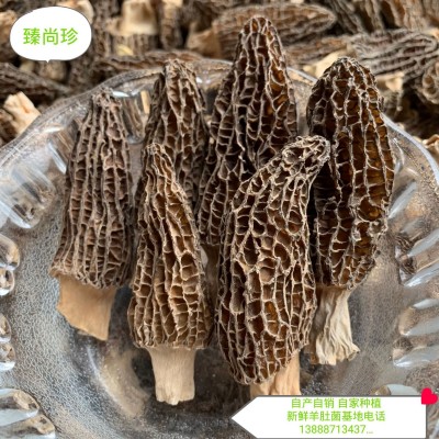 云南羊肚菌干货剪脚带柄羊肚菌散装批发图5
