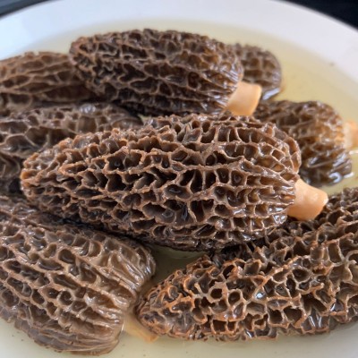 云南头茬大个头羊肚菌菇干货大号羊剪脚肚菌蘑菇250g/袋煲汤食材图4