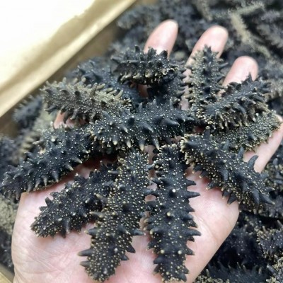 顾源堂 大连辽参 大连淡干海参 辽参 刺参 六排刺高泡发