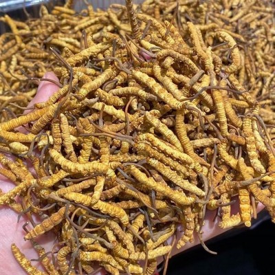 顾源堂 特惠3000条规格冻干草 一手货源冬虫夏草 足干饱满 无断草图4