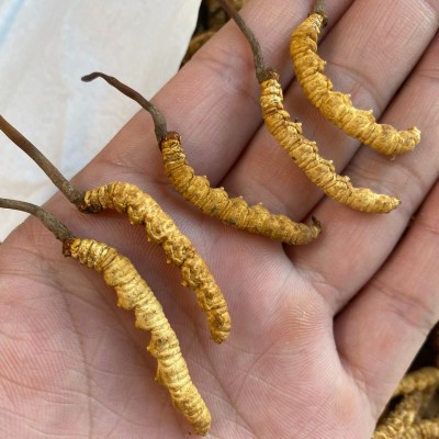 顾源堂 特惠3000条规格冻干草 一手货源冬虫夏草 足干饱满 无断草图3