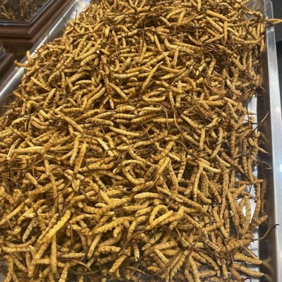 顾源堂 特惠3000条规格冻干草 一手货源冬虫夏草 足干饱满 无断草图5