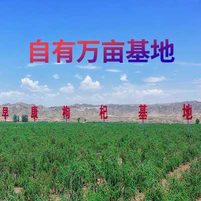 早康新货中宁枸杞头茬枸杞子250g宁夏枸杞批发品质特优散装整箱图2