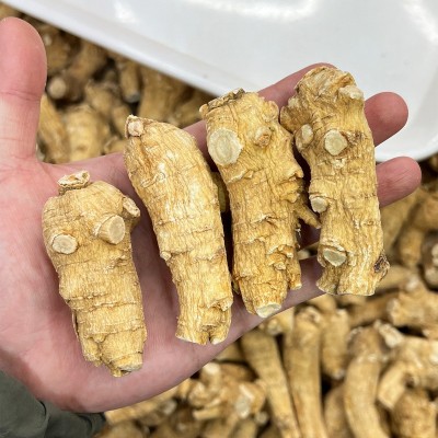 加拿大西洋参粒头 5g/10g美国花旗参原枞白肉老皮可代切片打粉图2