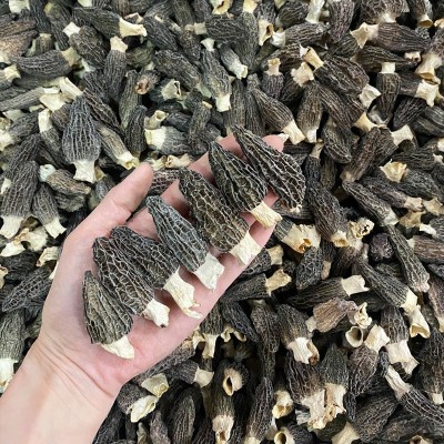 羊肚菌5-8cm 云南高原无虫无破足干厚肉羊肚菌 菌菇汤料一件代发图3