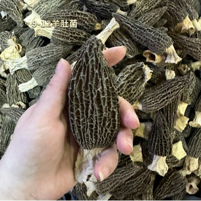羊肚菌5-8cm 云南高原无虫无破足干厚肉羊肚菌 菌菇汤料一件代发图2