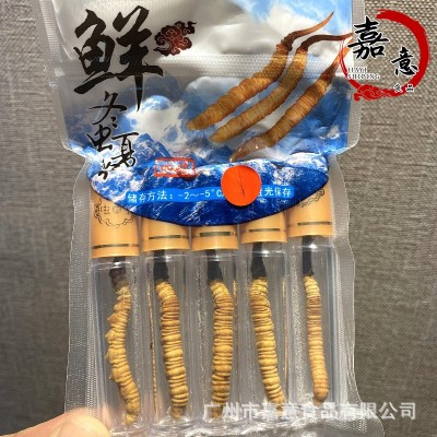 2024年新鲜冬虫夏草 高海拔非人工鲜虫草产地直供 头茬鲜虫草批发图2