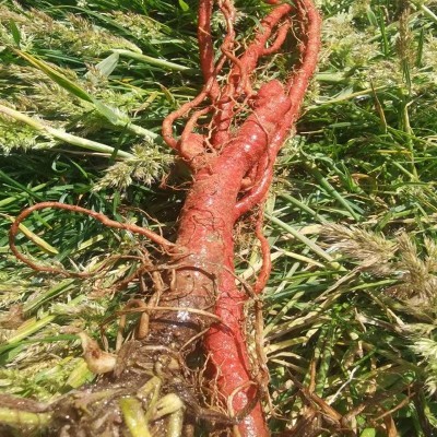 野生云南丹参500g中药材丹参片特级不熏硫丹参片商用批发代发图4