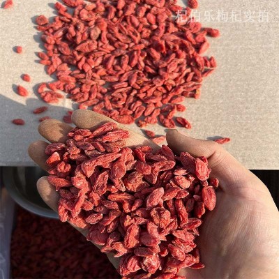 宁夏大颗粒头茬新货红枸杞子中宁直供苟杞子低价大量整箱便宜批发图4