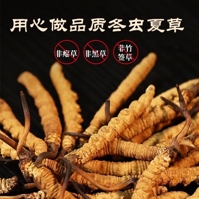 人工种植冬虫夏草现货批发虫草干货肉节断草原包工厂直供顺丰包邮图2