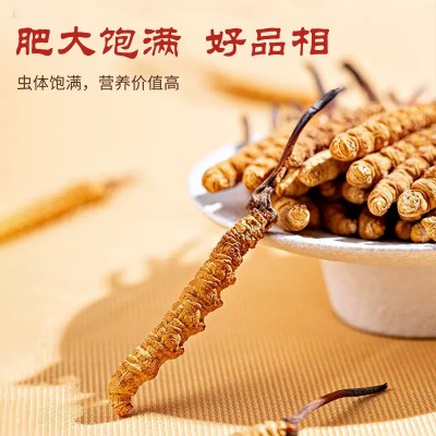 人工种植冬虫夏草现货批发虫草干货肉节断草原包工厂直供顺丰包邮图3