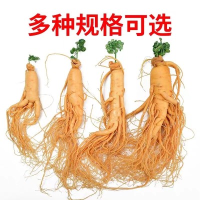 长白山保鲜参鲜人参批发独立包装东北土特产泡酒药材规格齐全人参图4