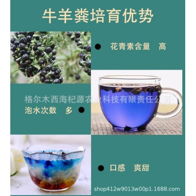 青海黑枸杞大果草原 沙漠戈壁滩 昆仑山里的黑枸杞花青素高规格全图3