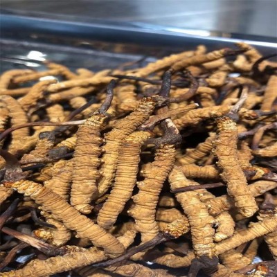 西藏 冬虫夏草 新鲜无断虫草干货中药材现货批发礼盒装散装图4